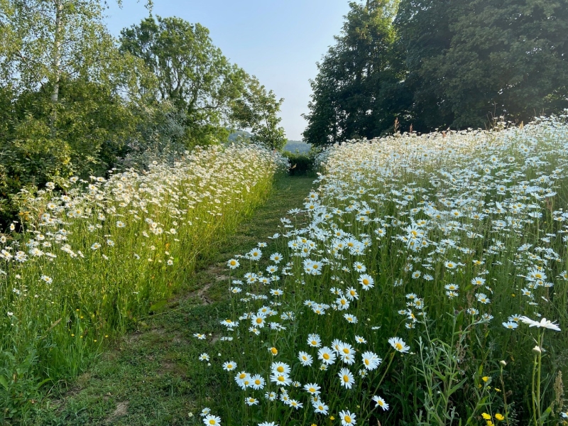 Frog Lane Flower Farm & Netherfields